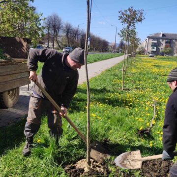 У Долині на вулиці Обліски посадили клени