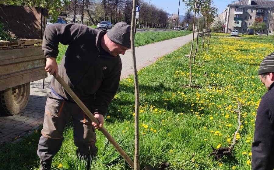 У Долині на вулиці Обліски посадили клени