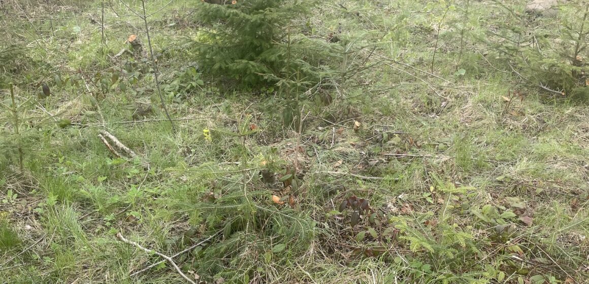 На заповідній території у Калуському районі виявлено значні обсяги незаконних рубок дерев