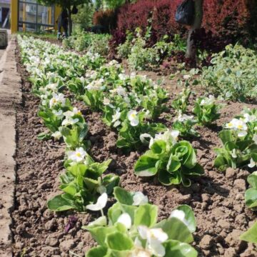 У історичній частині Долини завершили висаджувати різні сорти квітучих