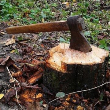 Державна екологічна інспекція Карпатського округу стягнула з ДП «Кутське лісове господарство» майже три мільйони гривень