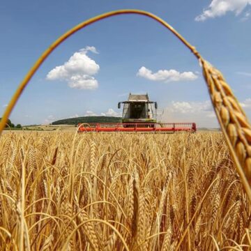 Урожайність зернових становить 50-60 центнерів з одного гектара: на Прикарпатті триває жнивна кампанія