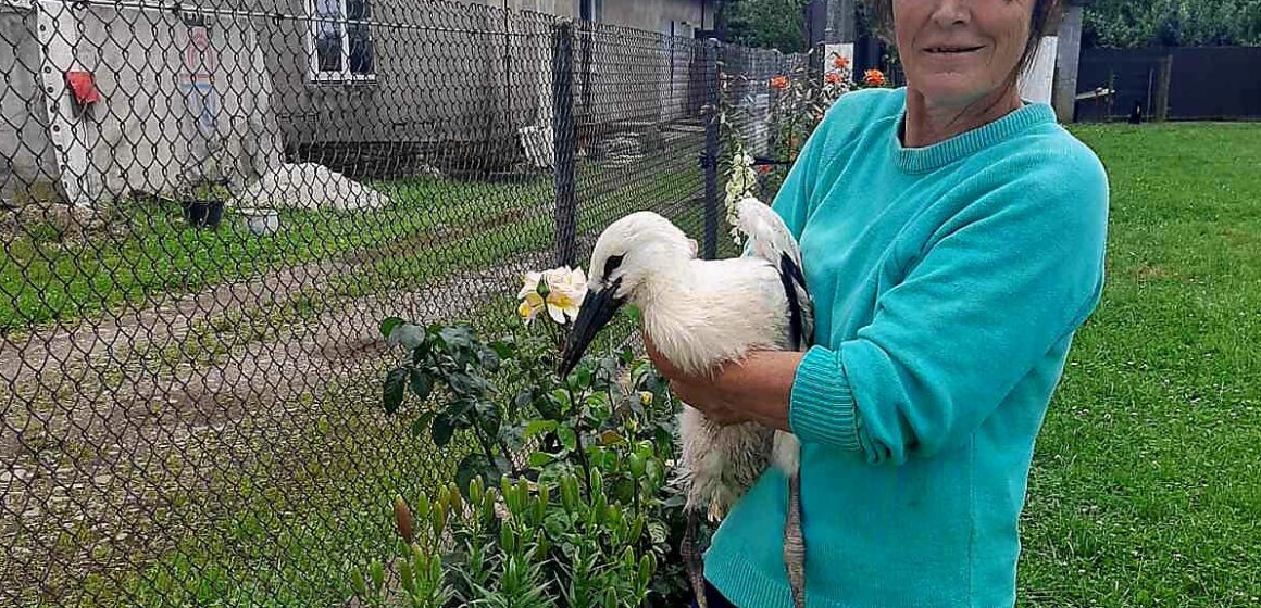 На Калущині врятували лелеченят, котрі випали із гнізда