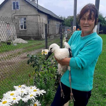 На Калущині врятували лелеченят, котрі випали із гнізда На Калущині врятували лелеченят, котрі випали із гнізда