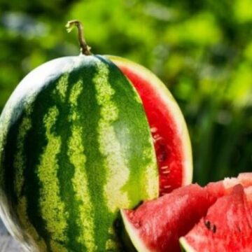 Виростили 2 га баштанних: у Калуській громаді розпочали збір кавунів (ВІДЕО)