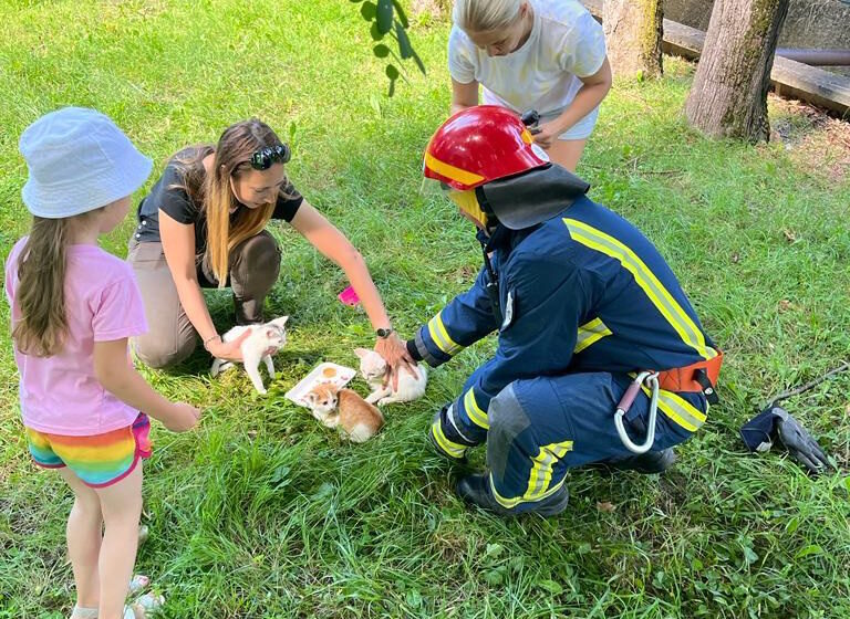 Не залишили в біді: прикарпатські рятувальники зняли з дерева трьох кошенят (ФОТО)
