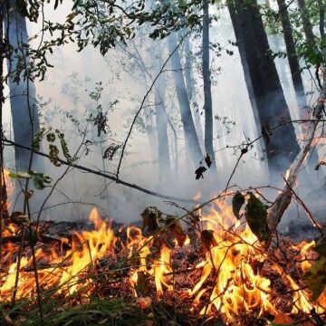 Прикарпатців попереджають про надзвичайно високу пожежну небезпеку