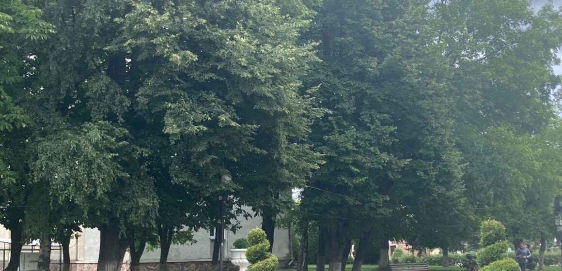 У Долині проводять інвентаризацію зелених насаджень