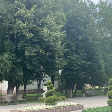У Долині проводять інвентаризацію зелених насаджень