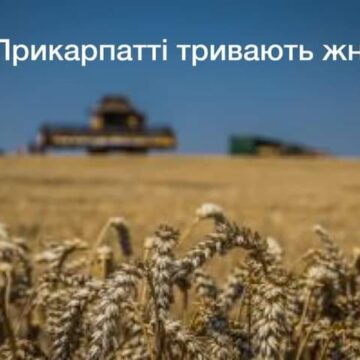Через погіршення погоди на Прикарпатті дещо уповільнились жнива