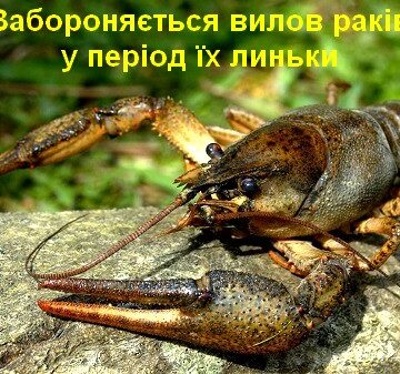 На Прикарпатті заборонили вилов раків