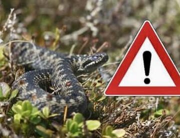 На Рожнятівщині від укусу змії постраждала 13-річна дівчинка