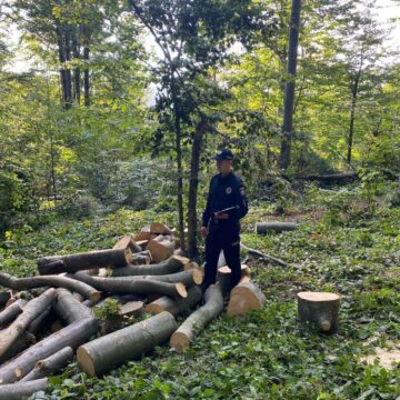 На Косівщині чоловік зрубав декілька буків на заповідній території