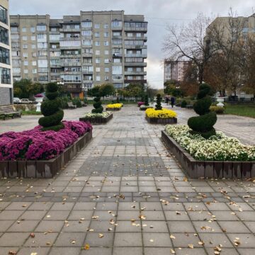 Пейзаж виглядає чудово: у Долині посаджені хризантеми кількох кольорів