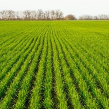 На Прикарпатті завершується посів озимих зернових культур