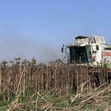 В Івано-Франківській громаді зібрали добрий врожай соняшнику В Івано-Франківській громаді зібрали добрий врожай соняшнику