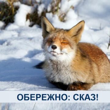 У двох громадах Івано-Франківщини виявлено сказ лисиць