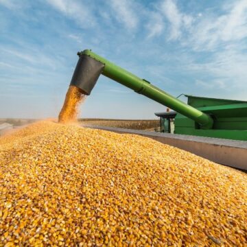 В Івано-Франківській області завершився збір сільськогосподарських культур, окрім кукурудзи
