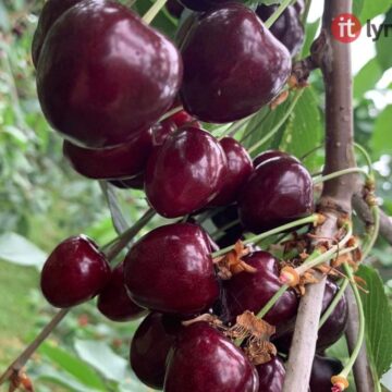 На Прикарпатті вирощуватимуть черешню в теплицях (ФОТО)