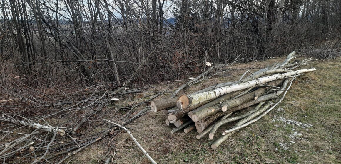 Виявили 74 пні: на Долинщині розслідують незаконну зрізку дерев (ФОТО)