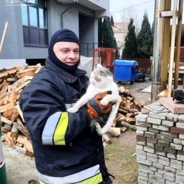 Кожне життя важливе: коломийські надзвичайники вивільнили котика з отвору бетонної плити