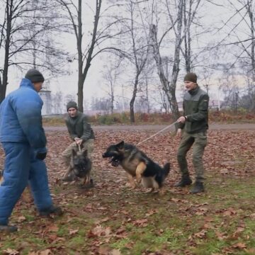 Франківські нацгвардійці-кінологи показали, як проходять щоденні тренування службових собак (ВІДЕО)
