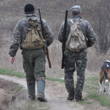 Калуська міська рада звернеться до Ради оборони області за дозволом на відстріл лисиць