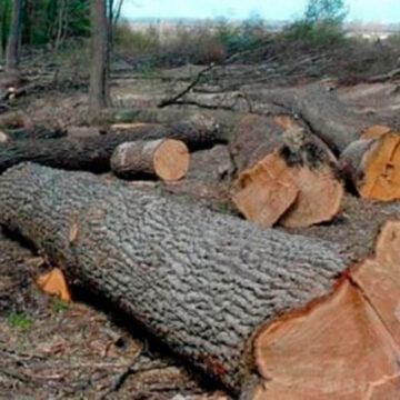 Галицький нацпарк сплатить 5,8 млн гривень за незаконні порубки