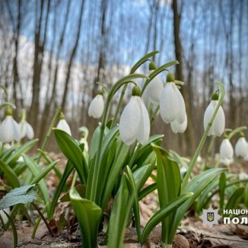 За продаж підсніжників та черемші штрафуватимуть: на Прикарпатті стартувала операція «Первоцвіт»