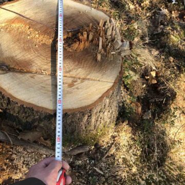 На Калущині виявили незаконну вирубку дерев