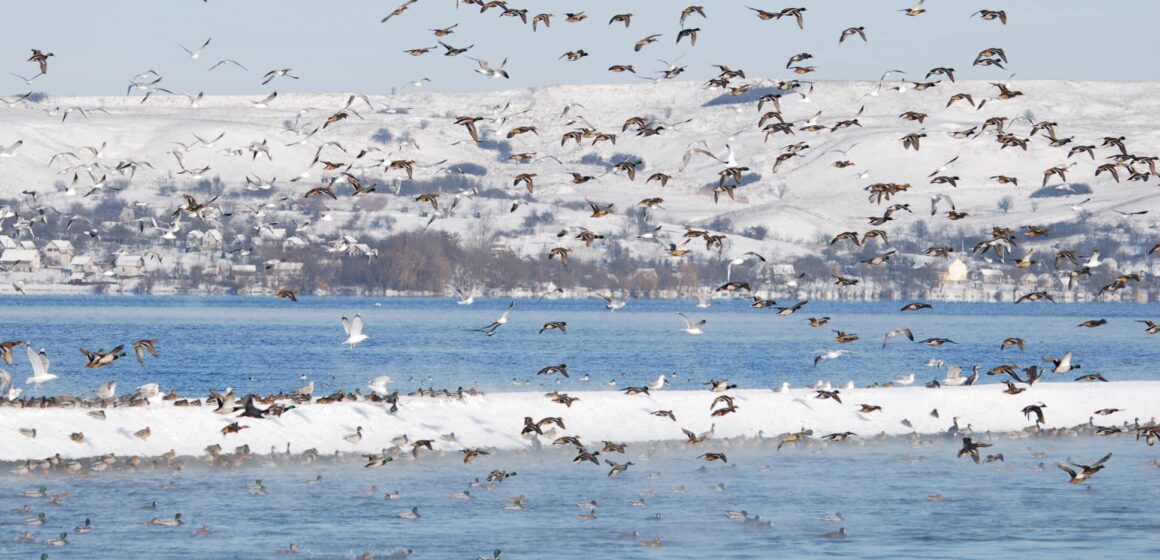 На Бурштинському водосховищі мешкають до 100 видів птахів, 19 з яких занесені до Червоної Книги України
