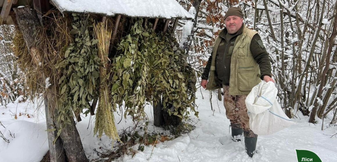 Як у Карпатських лісах дику звірину підгодовують…