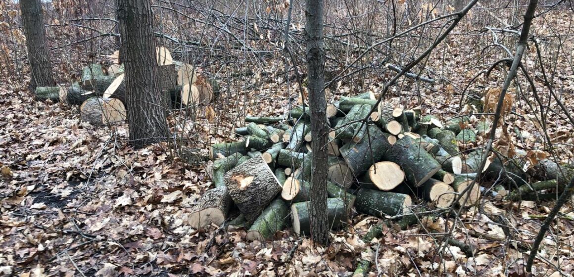 На Городенківщині виявили незаконні порубки дерев на понад 200 тисяч гривень