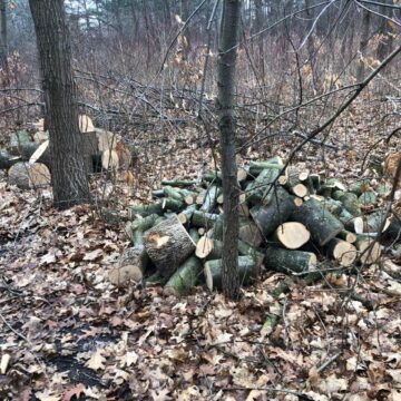 На Городенківщині виявили незаконні порубки дерев на понад 200 тисяч гривень
