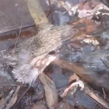 На Львівщині браконьєри вбили п’ять козуль (ВІДЕО) На Львівщині браконьєри вбили п’ять козуль (ВІДЕО)