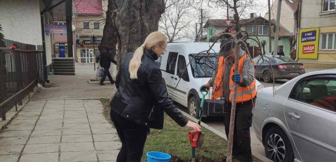 У Снятині висадили сакури