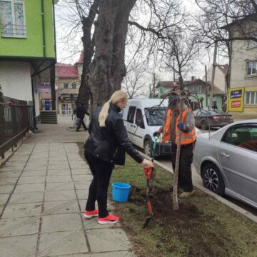 У Снятині висадили сакури