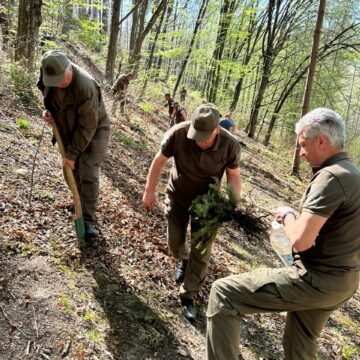Для відновлення Карпат: у Шешорах висадили пів тисячі дерев (ФОТО)