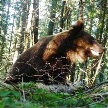 На межі Івано-Франківської і Чернівецької областей прикордонники помітили ведмедя На межі Івано-Франківської і Чернівецької областей прикордонники помітили ведмедя