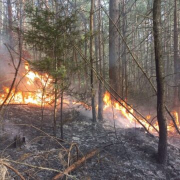 На Калущині трапилась пожежа у лісовому масиві на території одного з лісництв (ФОТО)