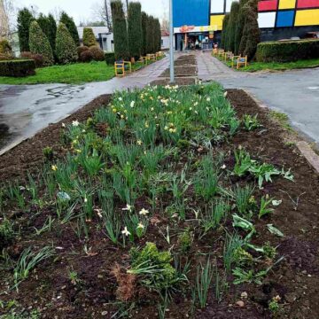 У Калуші невідомі особи понищили клумби та викрали кількасот рослин: комунальники звернулись до поліції