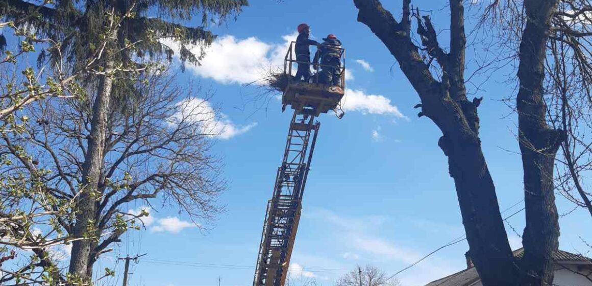 В Обертині жителі села полагодили гніздо лелеки, яке зруйнував вітер В Обертині жителі села полагодили гніздо лелеки, яке зруйнував вітер