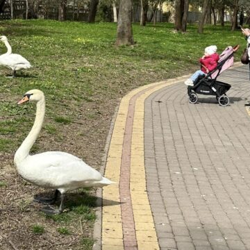 В Івано-Франківську лебеді гуляють парком біля міського озера (ФОТО)