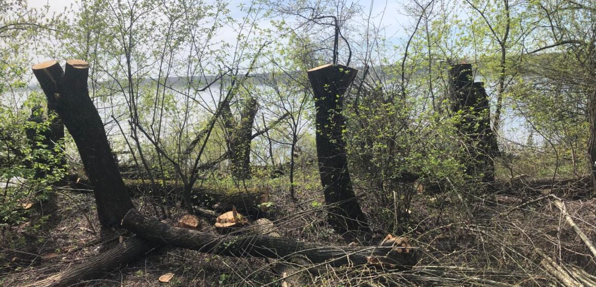 У Бурштинській громаді виявлено знищення 16 верб: поліція встановлює винних (ФОТО)