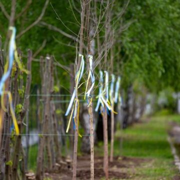 У Івано-Франківській громаді завершилась акція «Посади дерево памʼяті захисника»