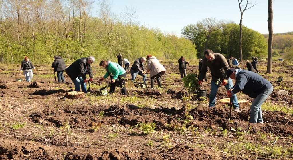 На території лісництва у Тлумацькій громаді висадили 4 тисячі саджанців дуба і клена