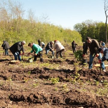 На території лісництва у Тлумацькій громаді висадили 4 тисячі саджанців дуба і клена