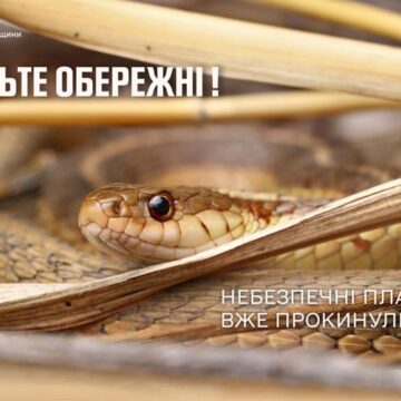 Надвірнянські рятувальники виловили небезпечного плазуна