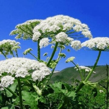 На Прикарпатті спостерігається зменшення площ, захоплених борщівником Сосновського