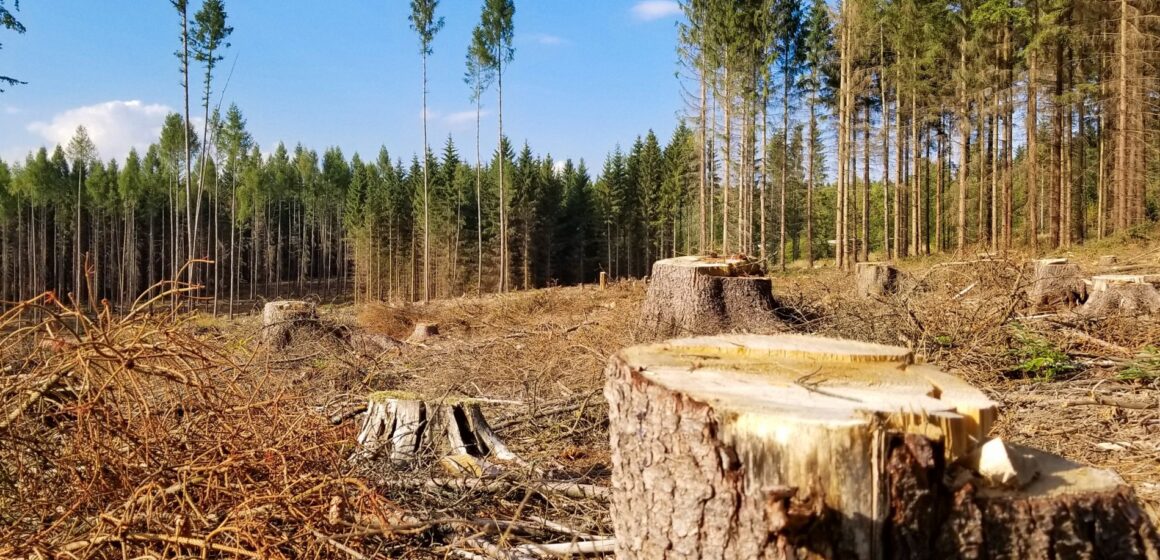 Брошнівська філія ДП «Ліси України» планує масштабну вирубку старовікових лісів Брошнівська філія ДП «Ліси України» планує масштабну вирубку старовікових лісів